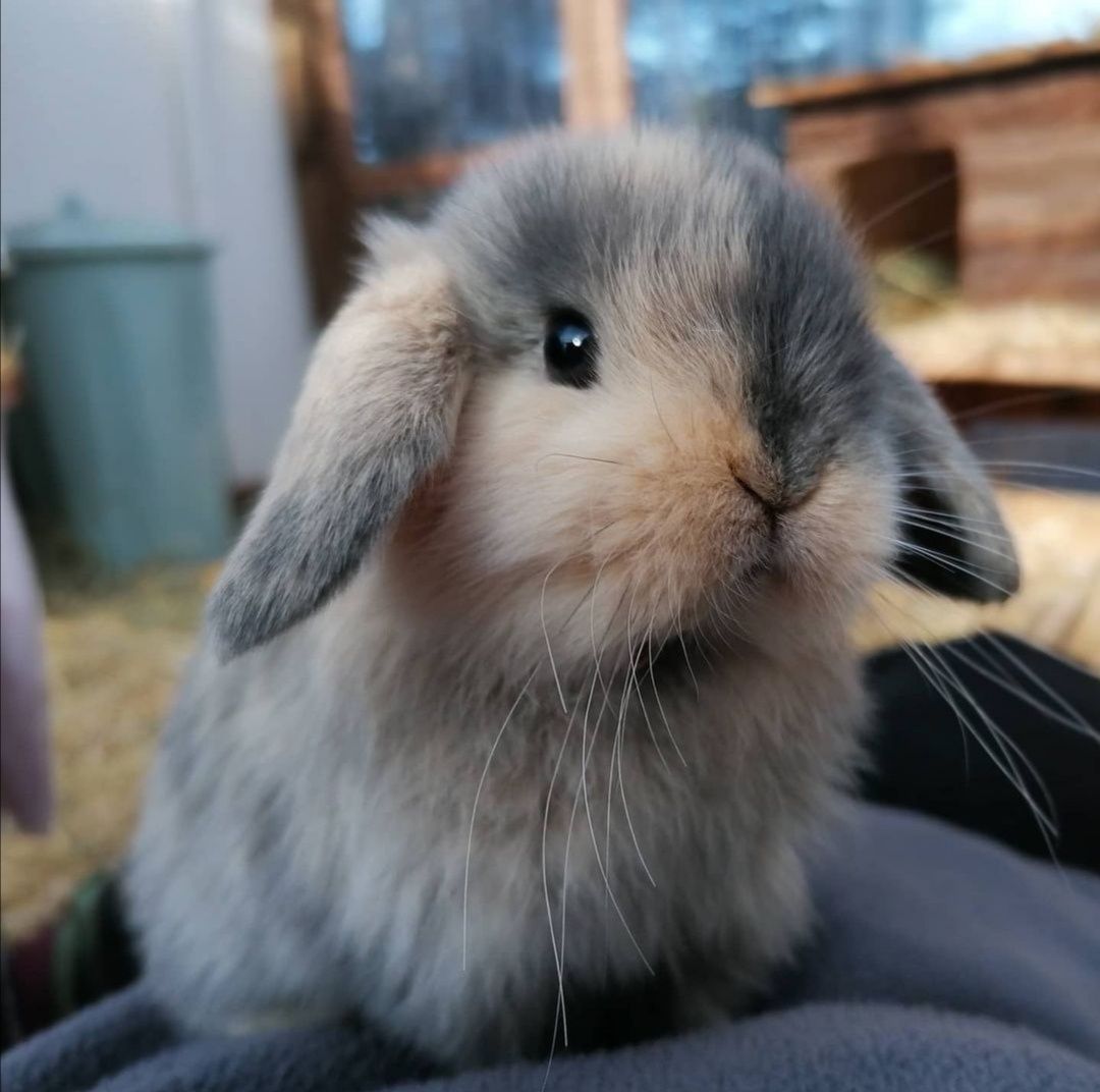 KIT Coelhos anões mini lop(orelhudos) muito inteligentes e dóceis