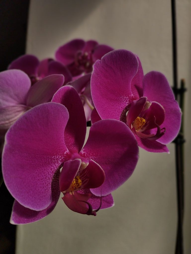 Удобрение для ванды/орхидеи Ansu Vanda в наличии 20 шт