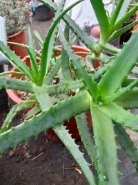 Aloe Vera Arborescens