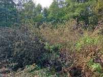 Oddam gałęzie wierzby za darmo