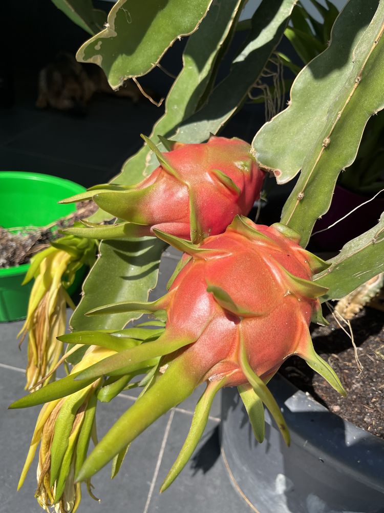 Mudas de pitaya autopolinizantes e autoferteis