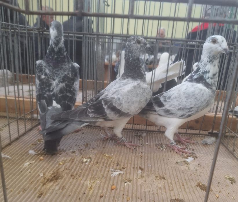 Młode gołębie pocztowe 3, 4 lęg, szpaki