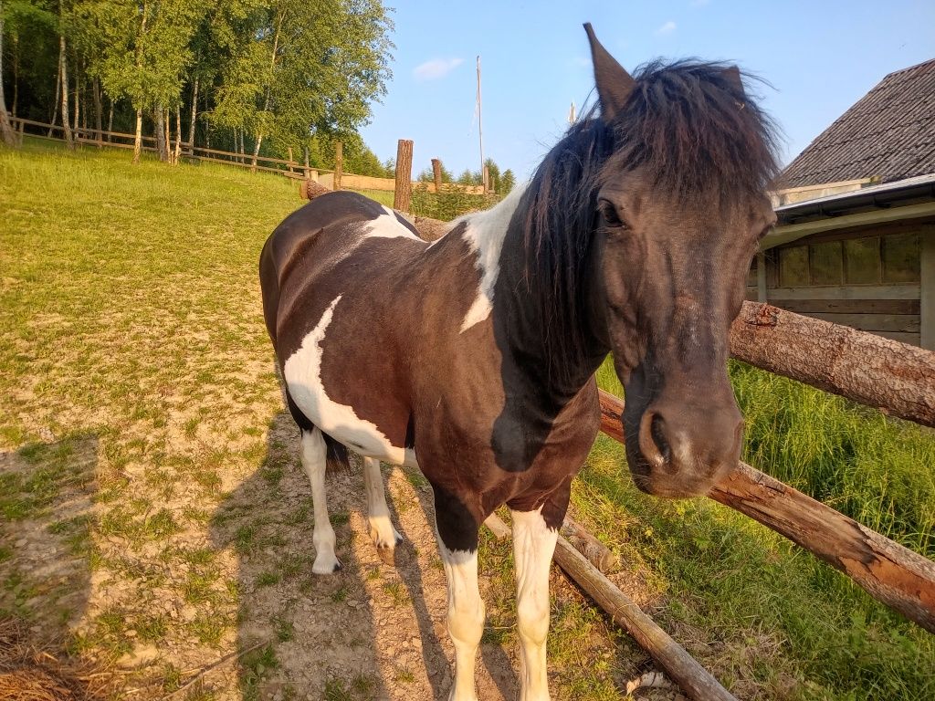 Klacz Huculska srokata Ładna Programowa