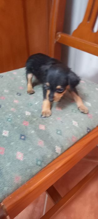 Pinscher x Yorkshire