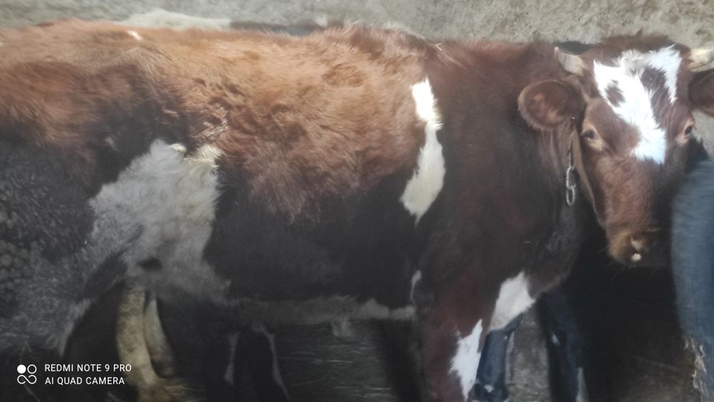 Продам стельных телок