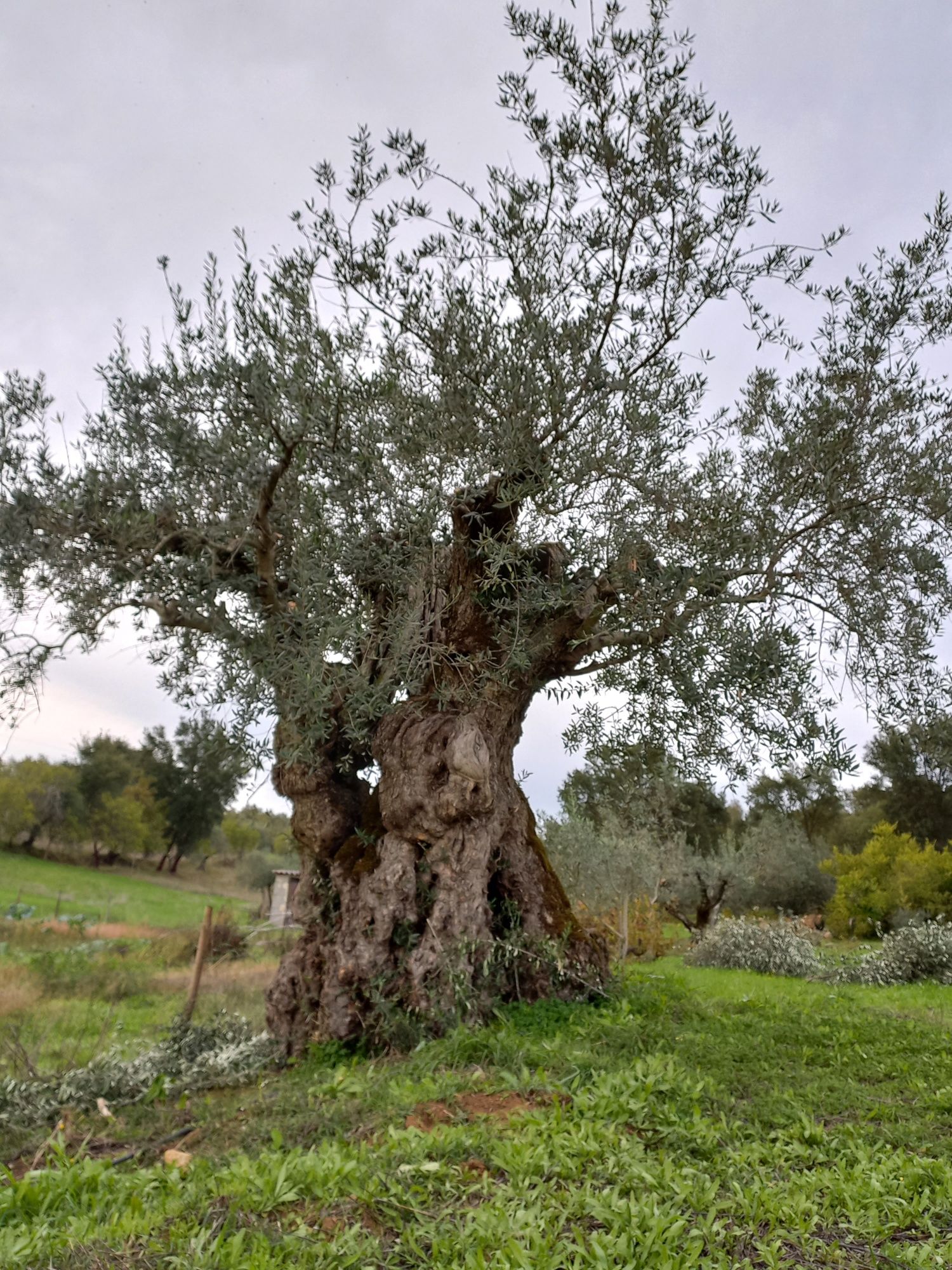 Oliveiras galegas milenares