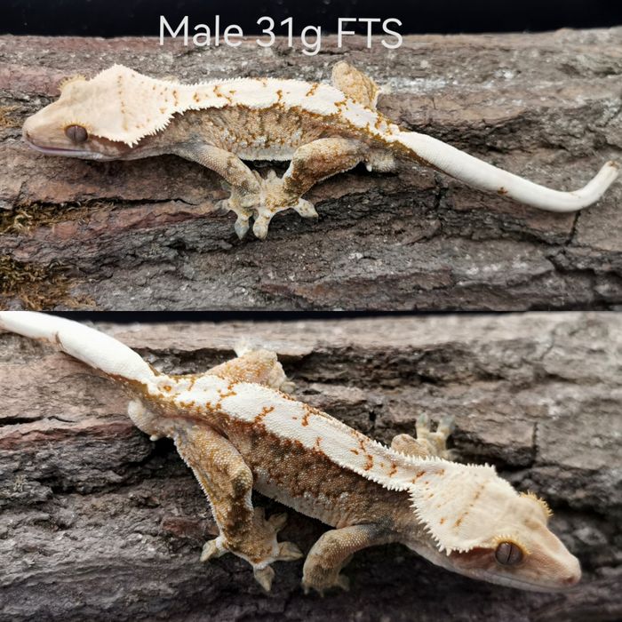 Gekony orzęsione do adopcji