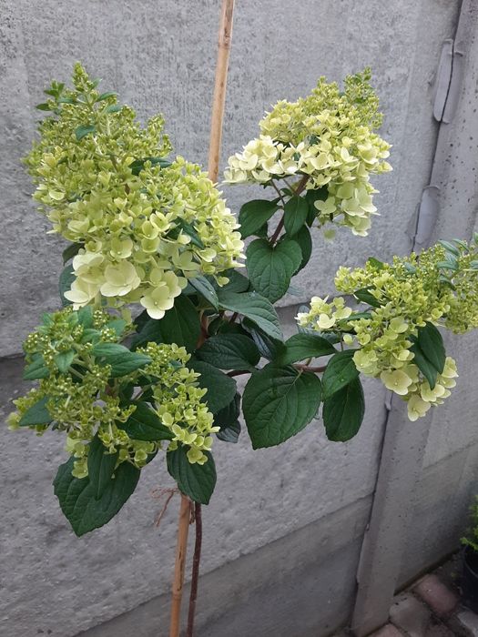 Гортензія волотиста на штамбі з квіткою