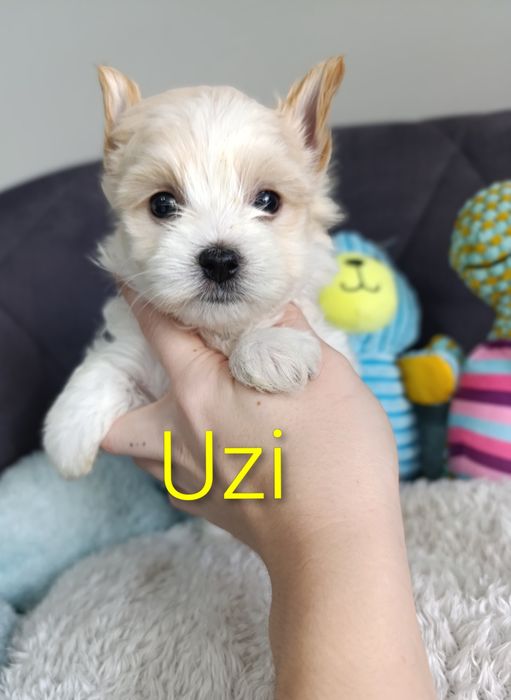 Prześliczny chłopczyk Golddust Yorkshire terrier