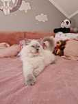 Cudny kocurek kocur ragdoll do hodowli hodowlany FPL