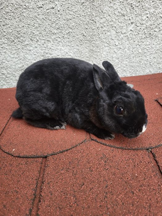 Króliki karzelek rex samiec Króliki