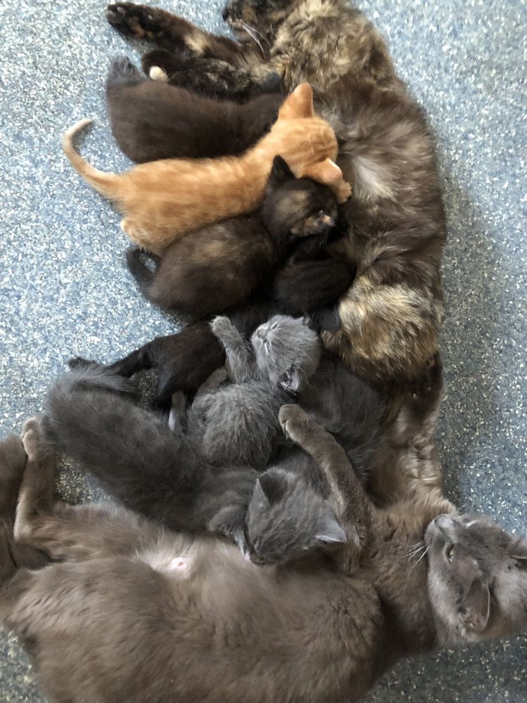 Котята отдам в добрые руки, заберите пожалуйста