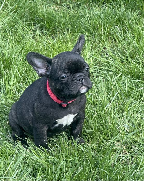 Малята французького бульдога