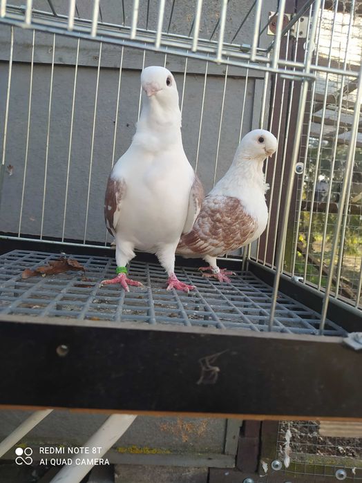 Golebie mewki  tarczowe