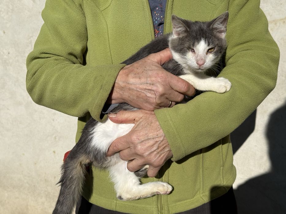 Dwa bezdomne koty czekaja na wymarzone domy !