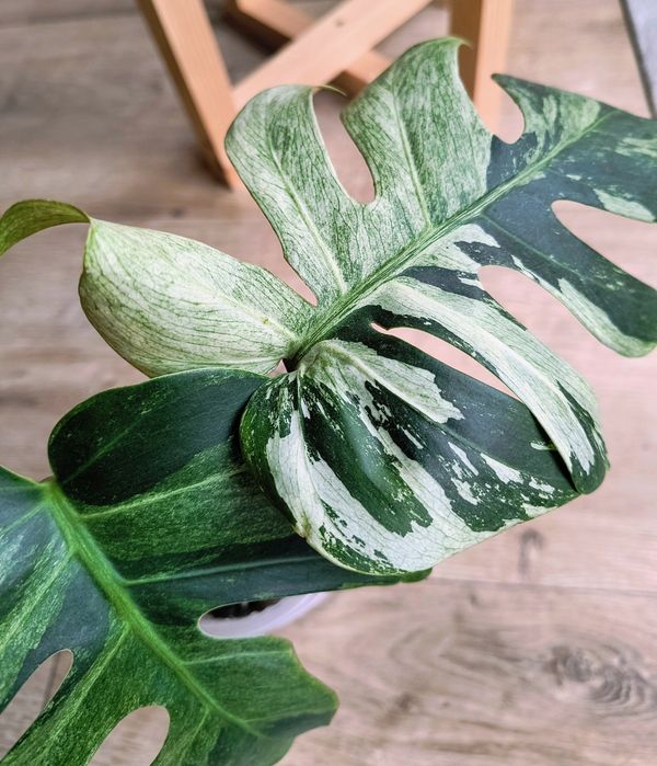 Monstera jungle mint pedowka