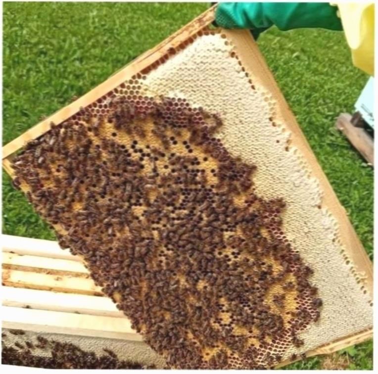 Плідні бджоломатки Карніка F—1 от Harald Strommer (Австрія) пчеломатка