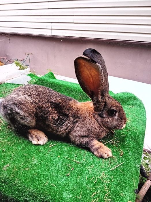 Sprzedam młodego samca z maja