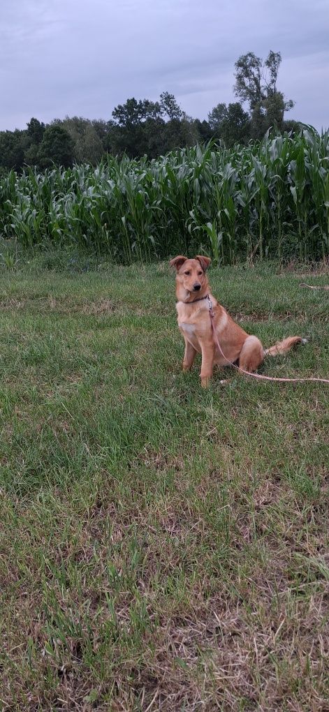 Oddam szczenięta do adopcji mix labradorow