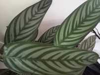 Maranta-cinza / Prayer Plant