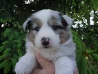 Owczarek szetlandzki, Sheltie, szczeniak PIESEK blue merle FCI