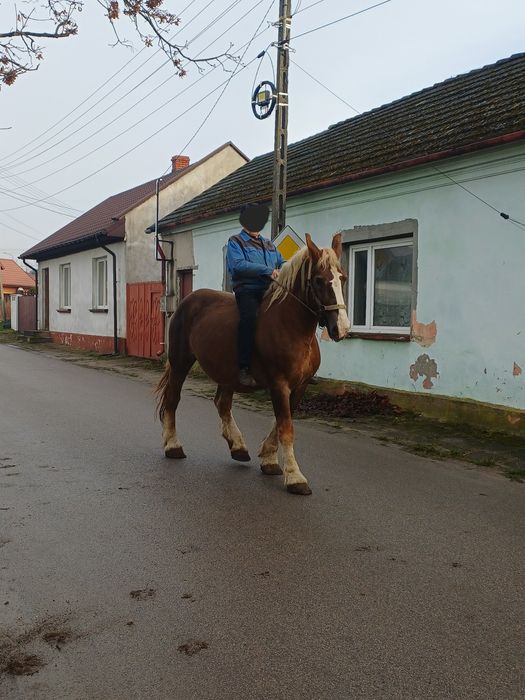 Klacz 9 lat z ogierkiem