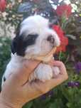 Shih tzu sunia z genem czekoladowym