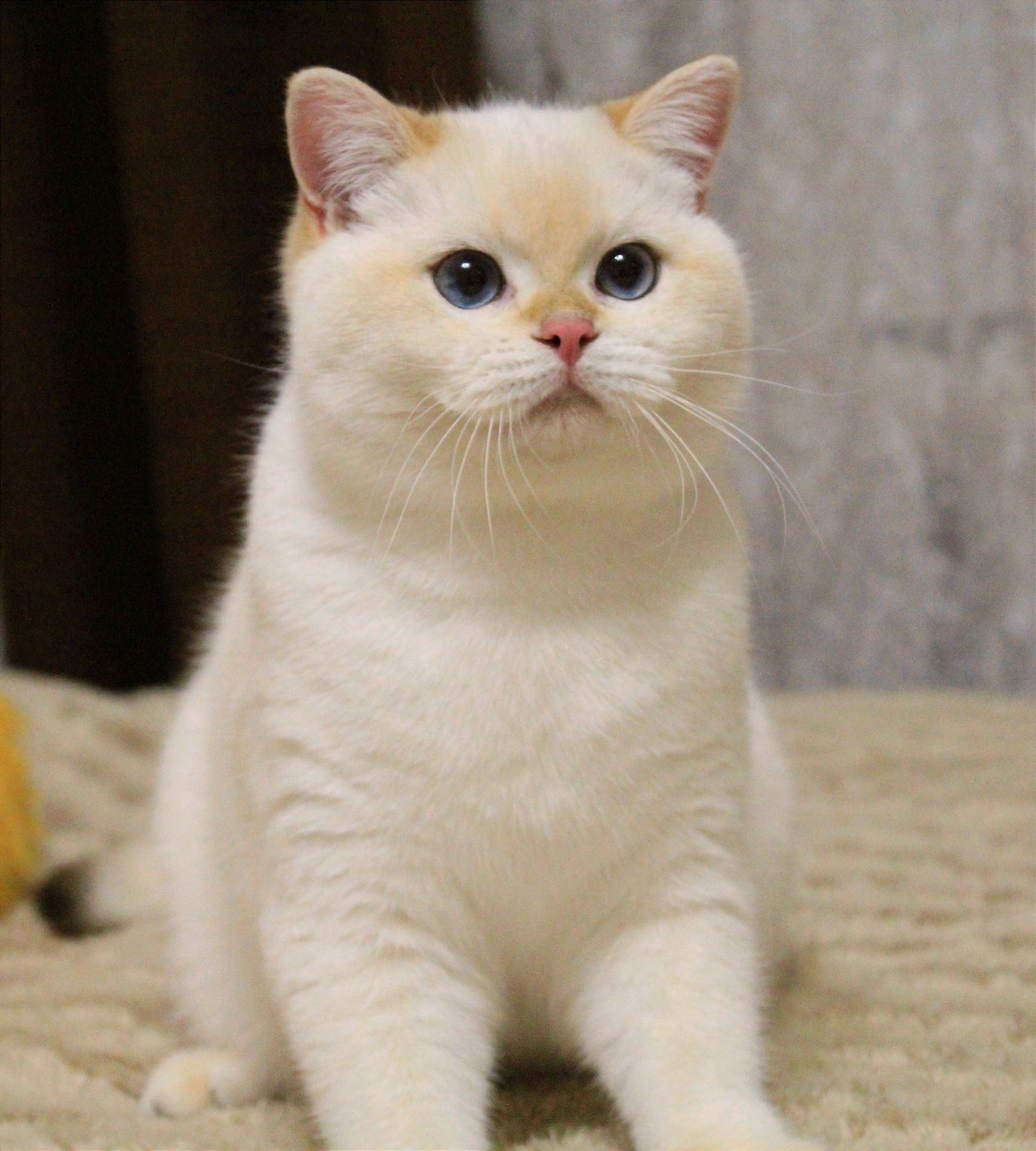 Британские котята, шиншилла поинт с голубыми глазами
