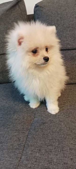 Kremowa sunia Szpic Miniaturowy Pomeranian puchate z krótką  kulfą