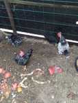 Vendo cocós  15€ cada,( macho e fêmea). O casal 25€
