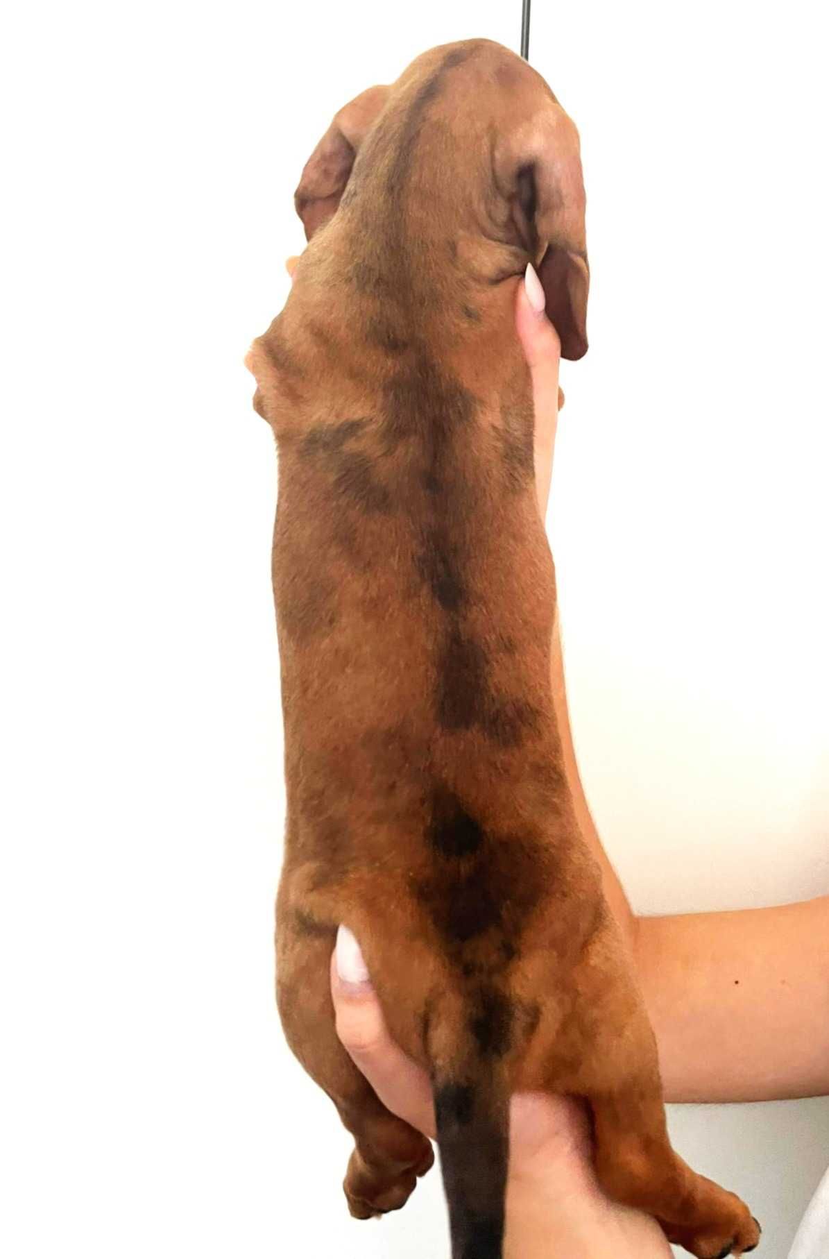 Teckel mini fêmea merle/ Dachshund mini