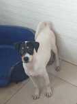 Ratonero Bodeguero Andaluz
