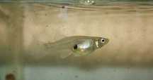 Ultimas unidades - fêmeas guppys