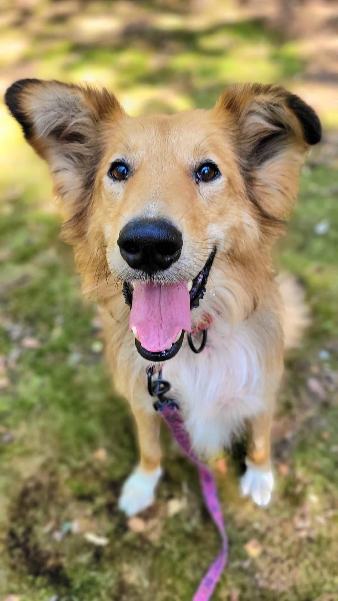 Kastler w typie collie szuka doświadczonego opiekuna.