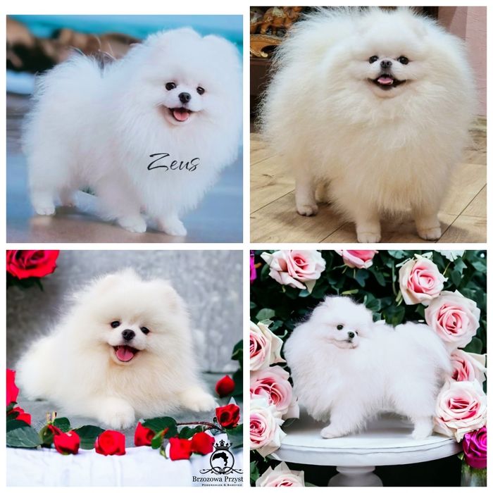 FCI Szpic miniaturowy Pomeranian BOO ZKwP z rodowodem