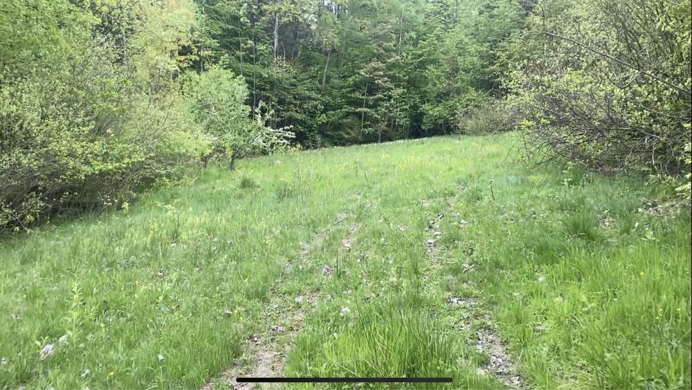 Ділянка серед лісу і водночас у місті .