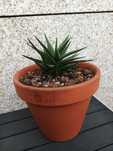 Haworthiopsis attenuata var. radula