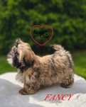 Piękna sunia shih-tzu FANCY.
