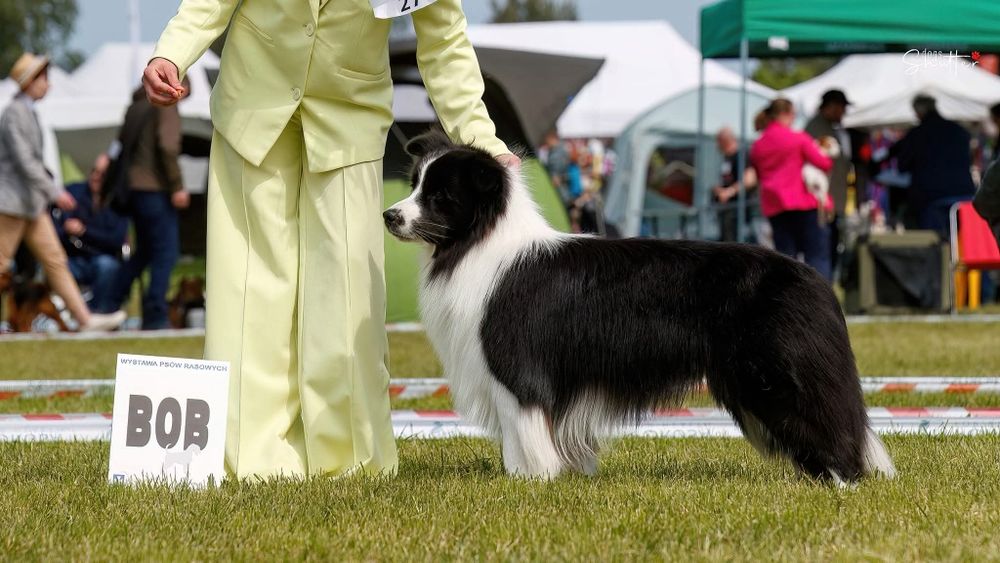 Piękny PIESEK border collie z metryką ZWIĄZKU Kynologicznego w Polsce.