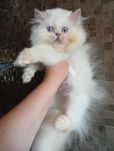 Котенок Персидский экзот