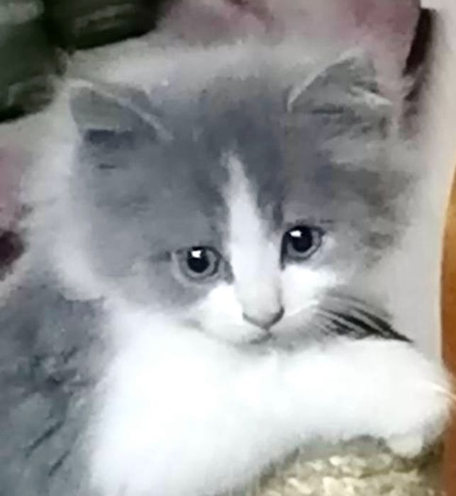 Котята 2мес котик пепельный пушистый котенок кошеня пухнасте