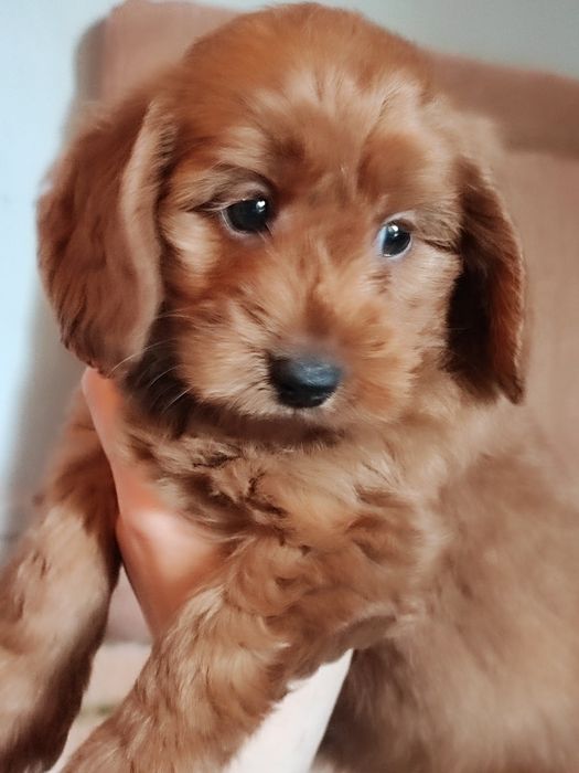 Rudy piesek Cockapoo F1b.