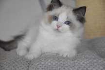 Ragdoll kotka Stella z rodowodem FIFe - Seal Bicolor