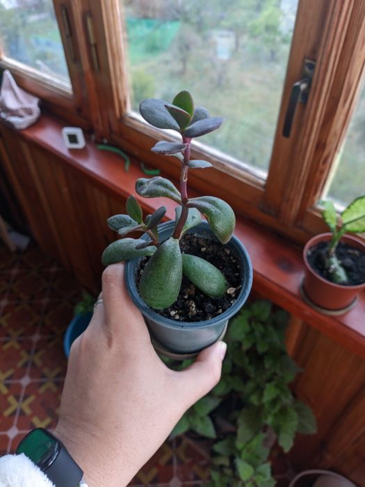 Товстянка, крассула, грошове дерево. Дифенбахія