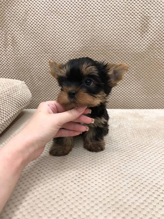 Йорк мини девочка и мальчик