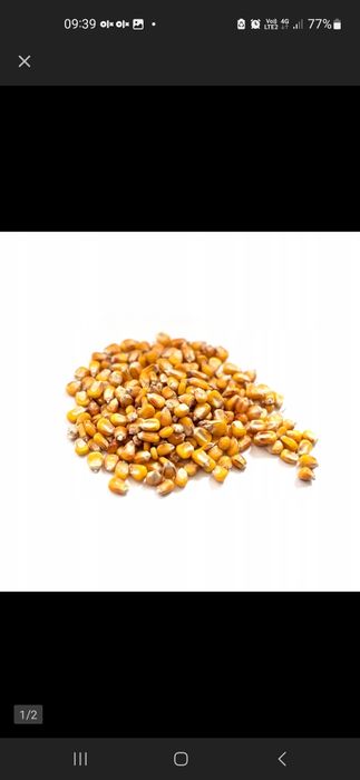 Kukurydza sucha  dla kur drobiu ryb