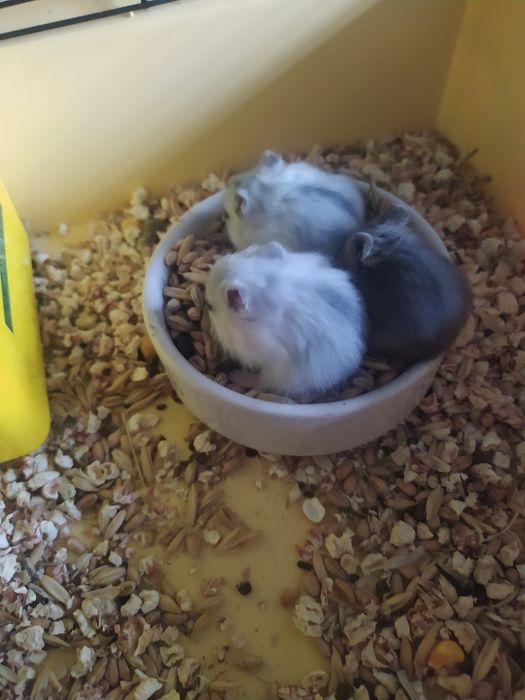 Джунгарский хомяк