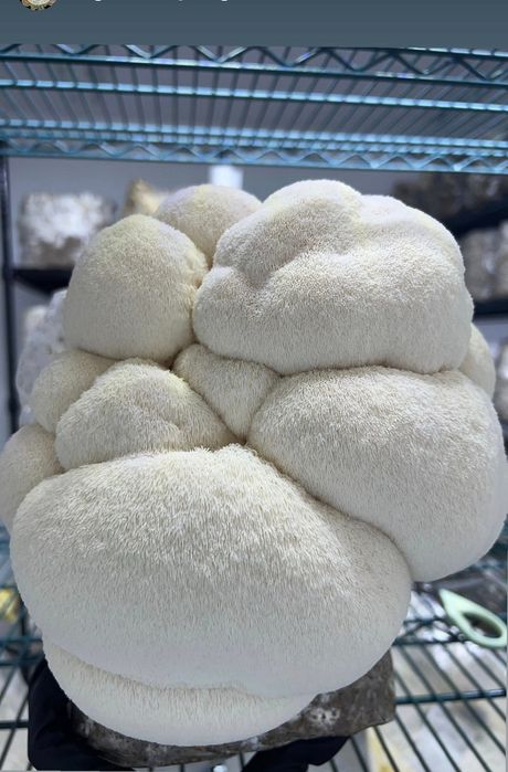 Блок для вирощування Герицій