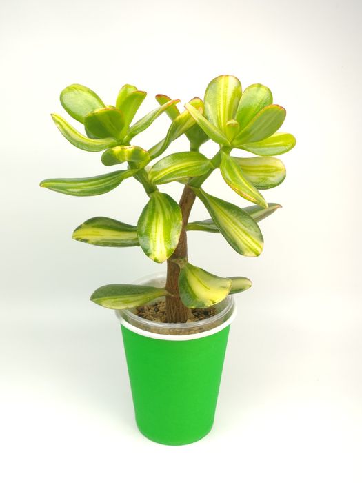 Денежное дерево, крассула, толстянка. Грошове дерево, красула овата