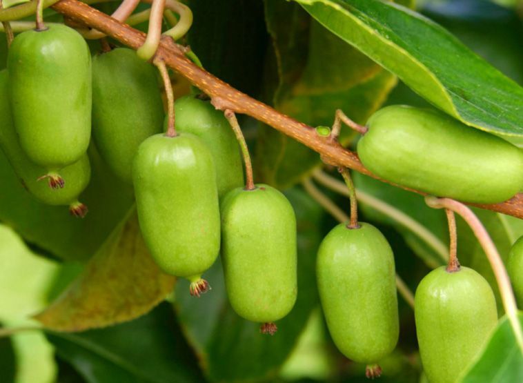 Baby kiwi, Careca, SEM PELO novas variedades - Para Produtores